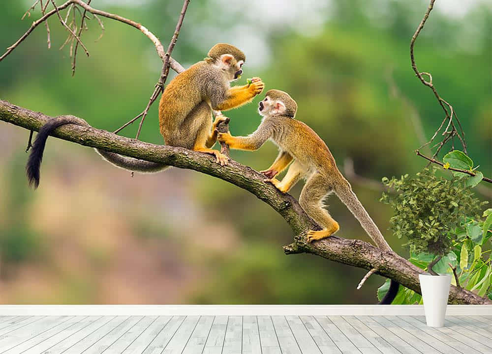 Squirrel Monkeys Interaction Wallpaper