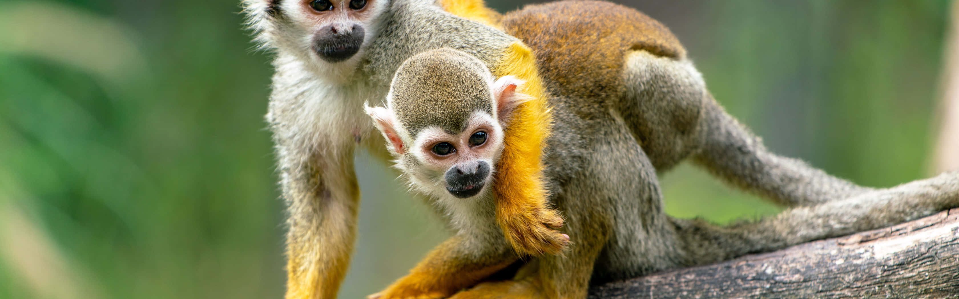 Squirrel Monkeys Perched On Branch Wallpaper