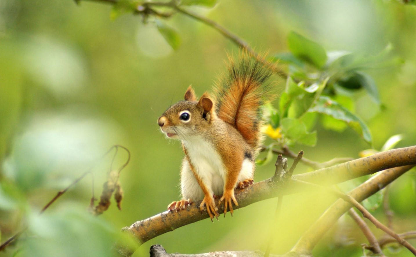 Squirrel On Tree Branch Wallpaper