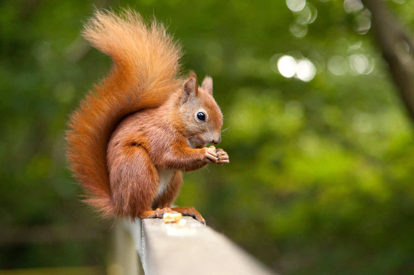 Squirrel Standing On Wood Wallpaper