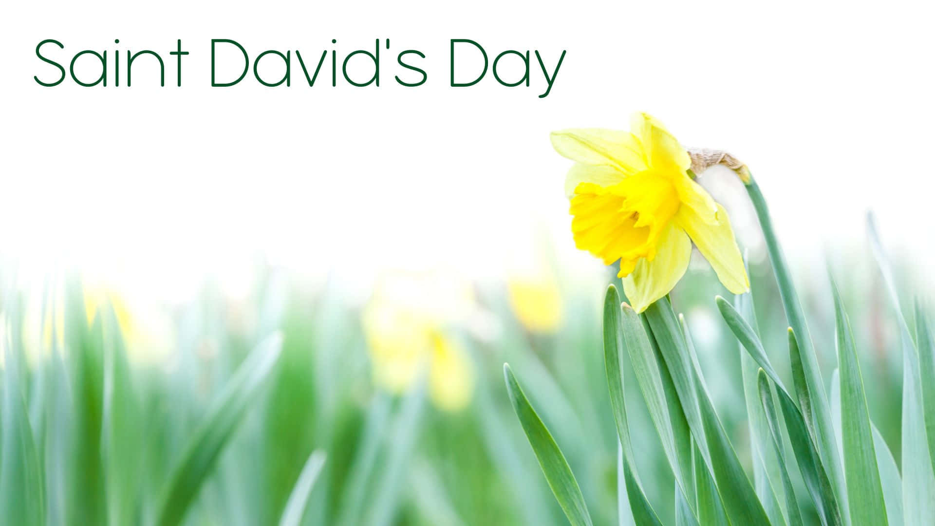 St David's Day Wallpaper