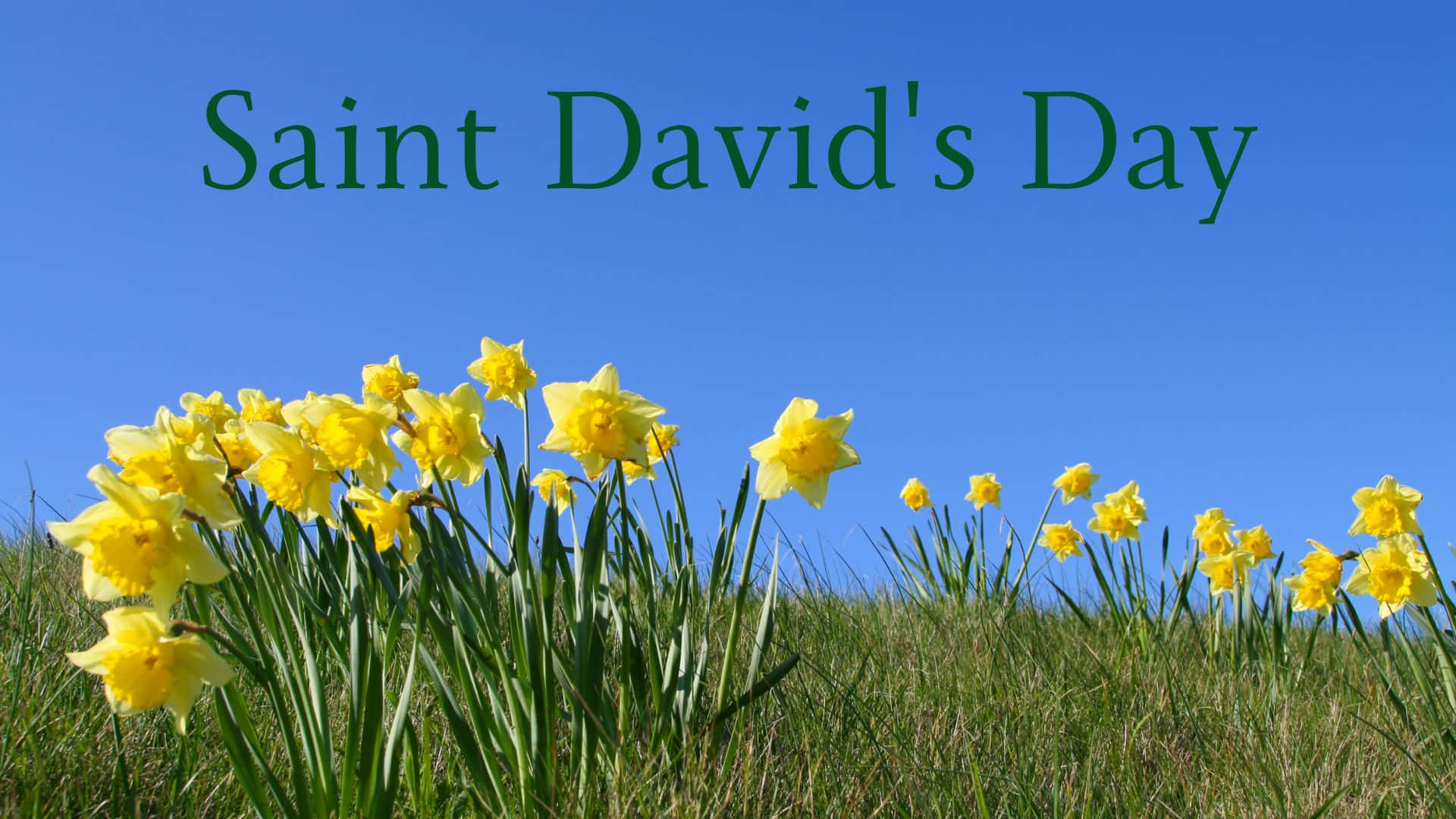 St David's Day Wallpaper