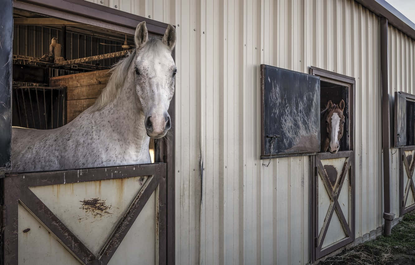 Stable With Horses [wallpaper] Wallpaper