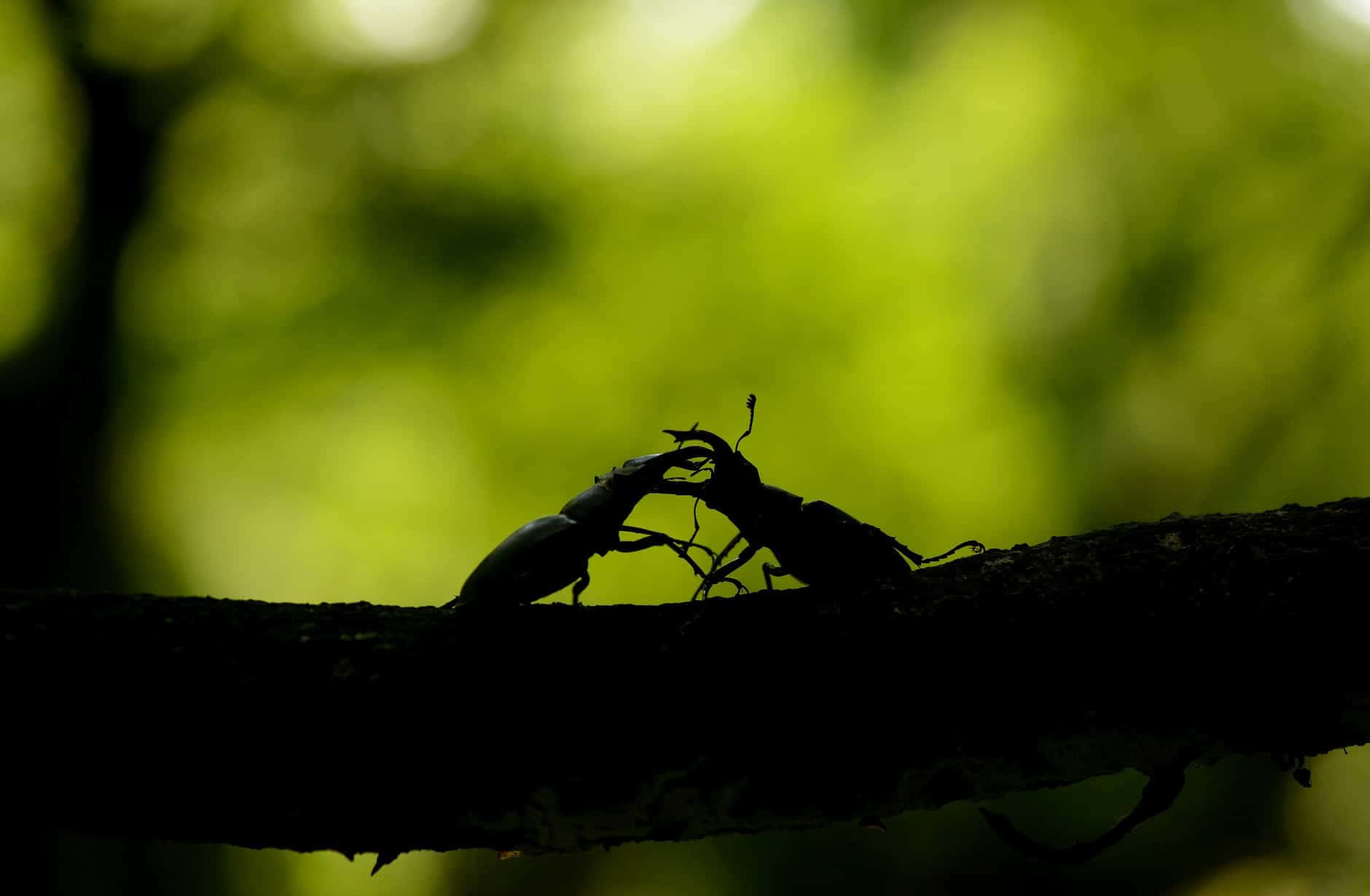 Stag Beetle Silhouette Wallpaper