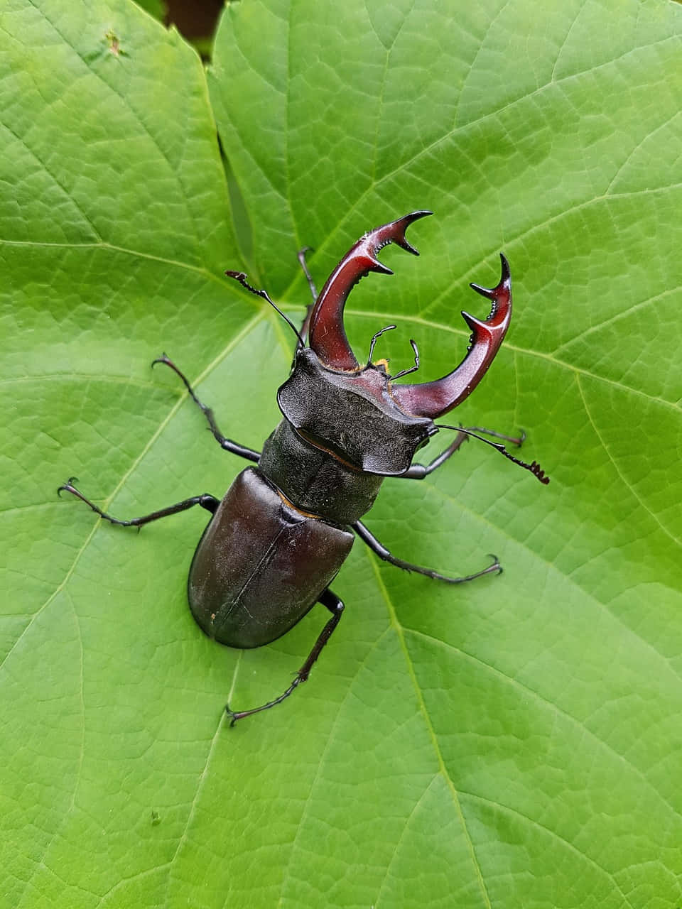 Stag Beetleon Green Leaf Wallpaper