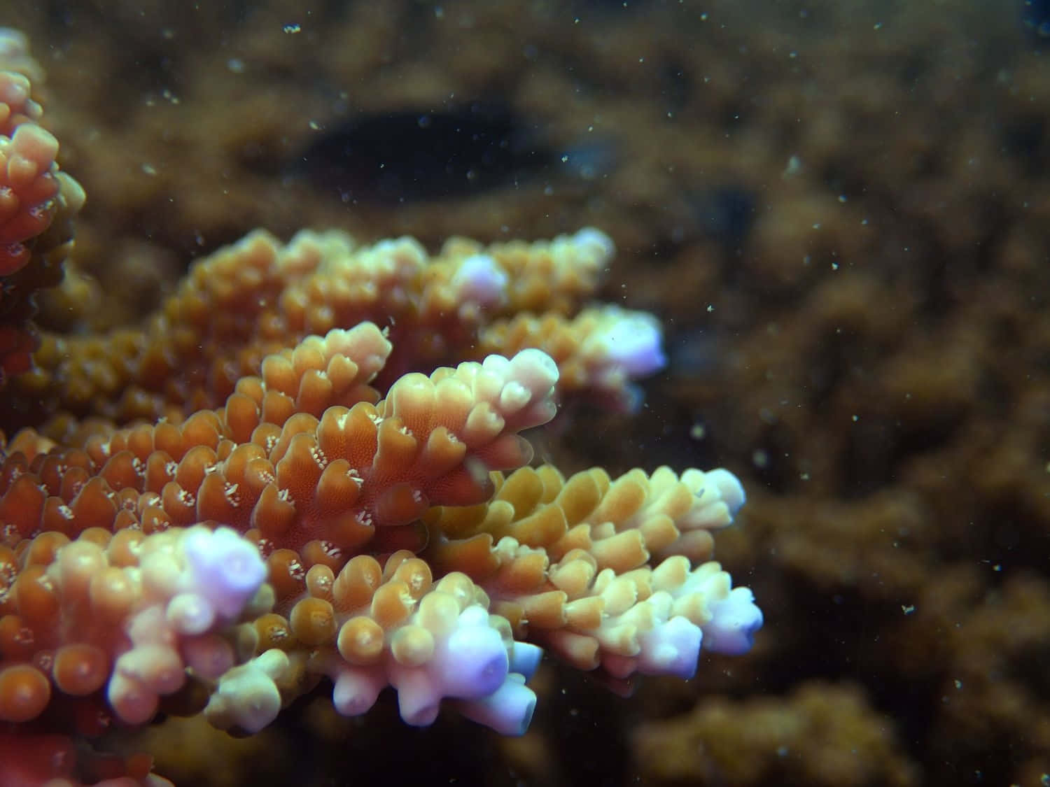 Staghorn Coral Closeup Wallpaper