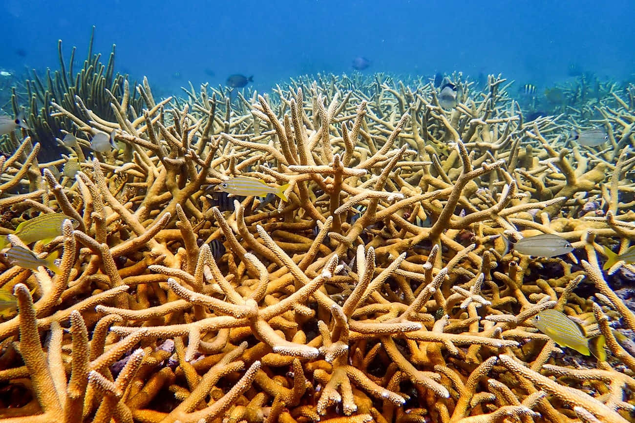 Staghorn Coral Reef Ecosystem Wallpaper