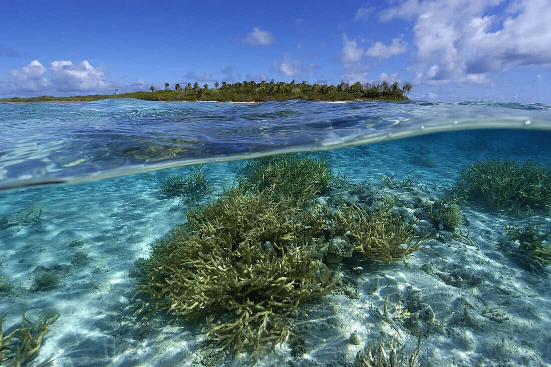 Staghorn Coral Reef Split View Wallpaper