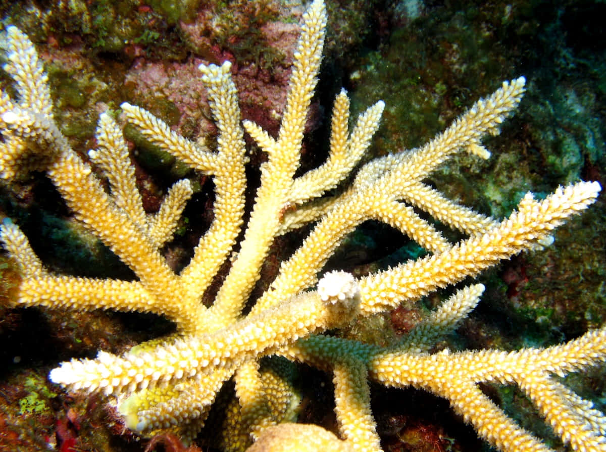 Staghorn Coral Underwater Beauty Wallpaper