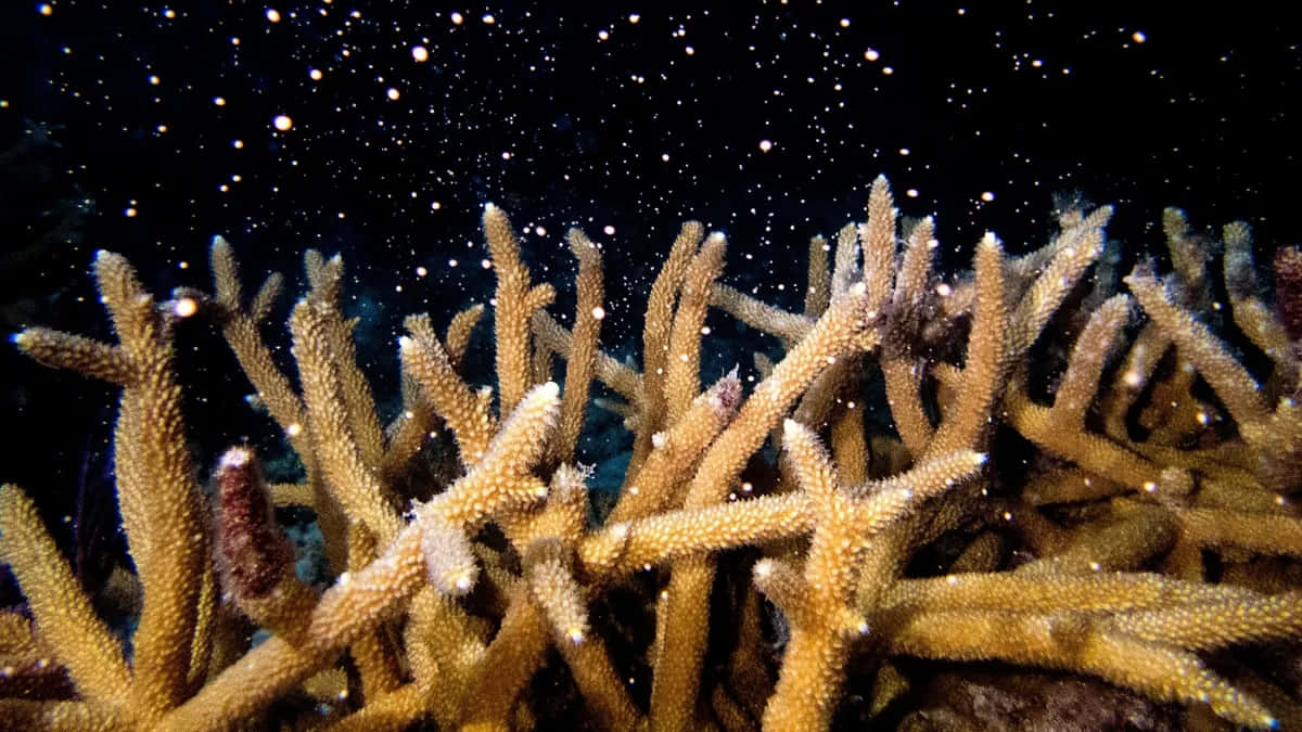 Staghorn Coral Underwater Scene Wallpaper