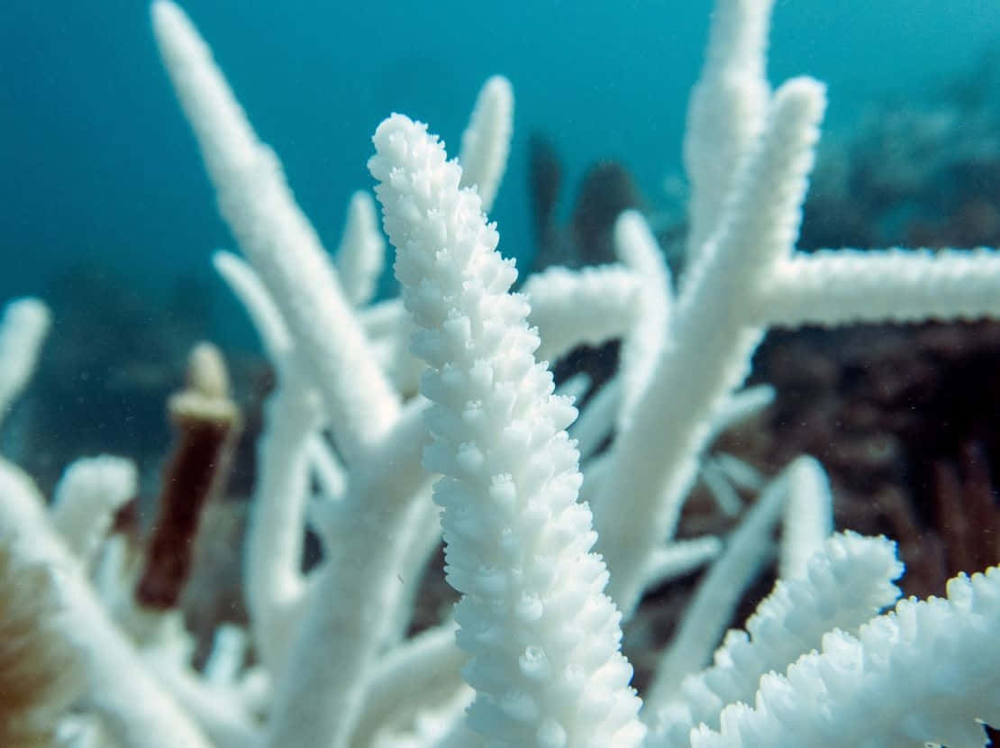 Staghorn Coral Underwater Scene Wallpaper