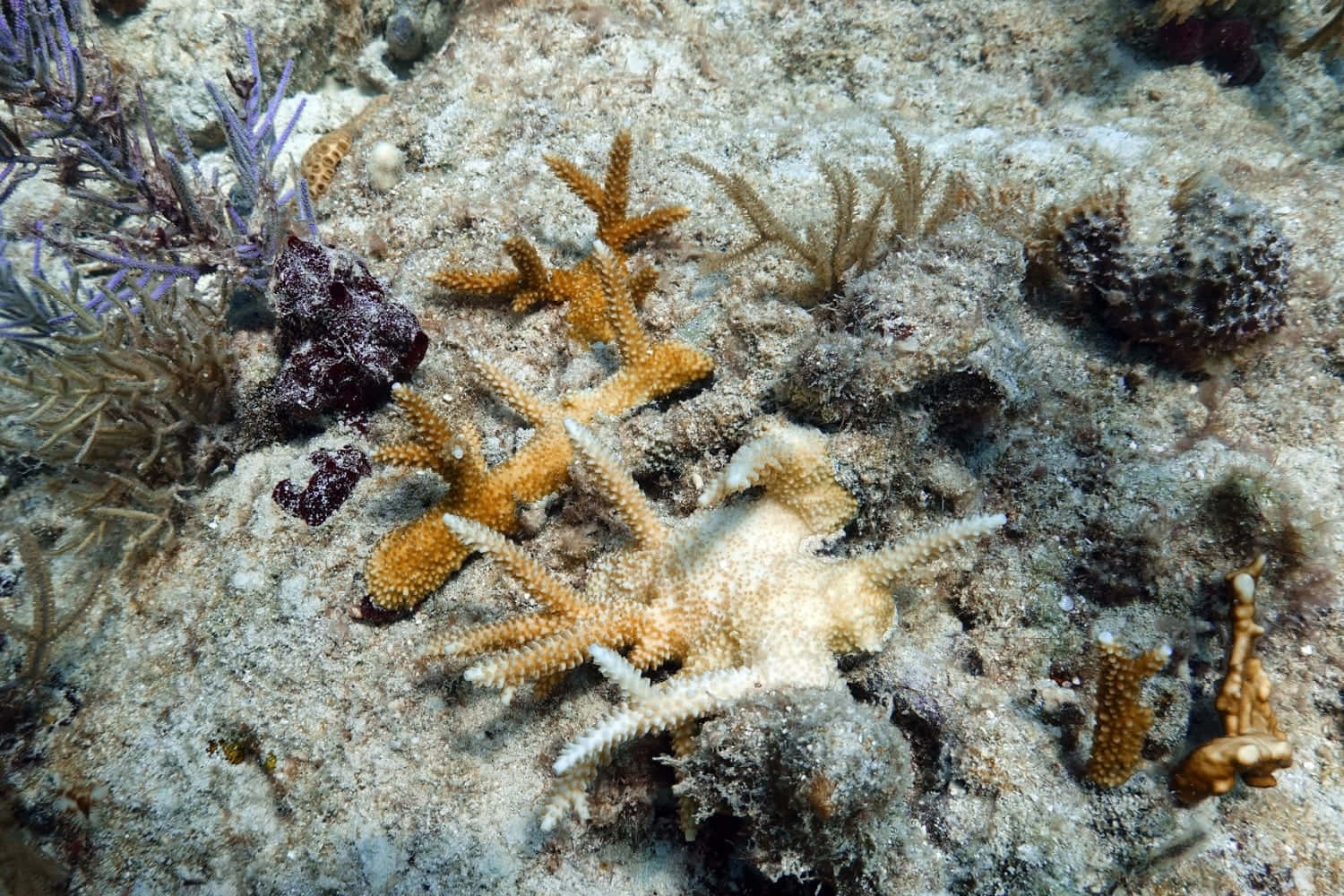 Staghorn Coral Underwater Scene Wallpaper