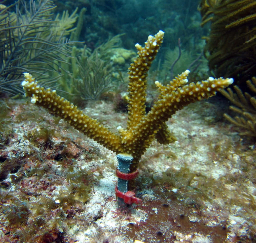 Staghorn Coral Underwater Scene Wallpaper