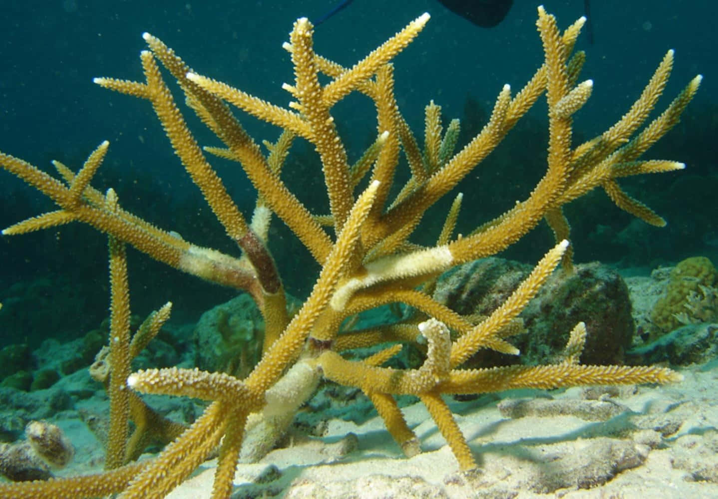 Staghorn Coral Underwater Scene Wallpaper