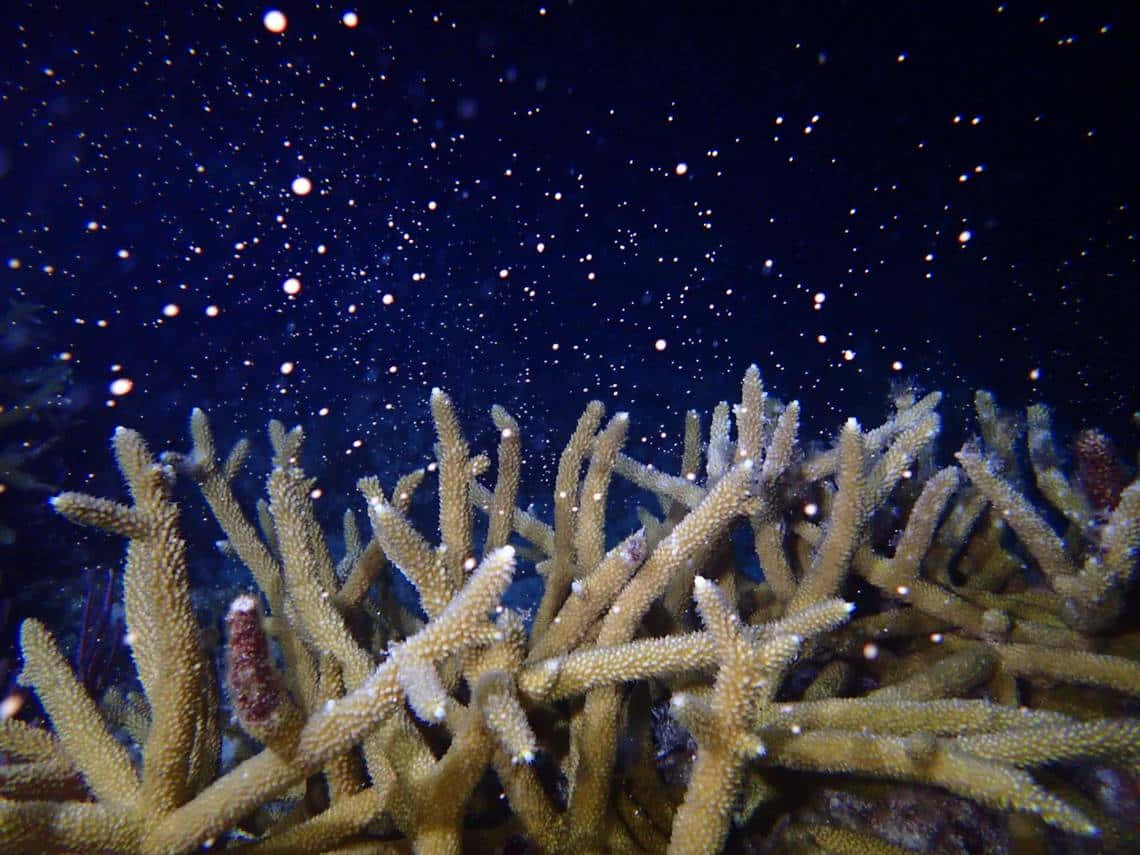 Staghorn Coral Underwater Scene Wallpaper