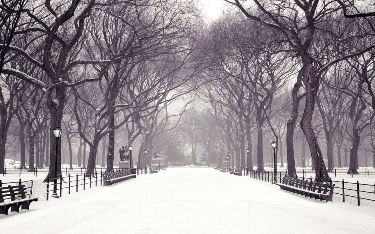 Standing In The Center Of A Snow-filled Winter Landscape Wallpaper