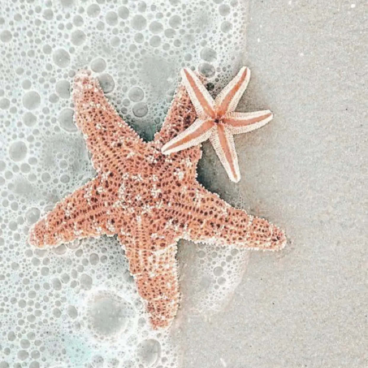 Starfish Duo On Sandy Shore Wallpaper