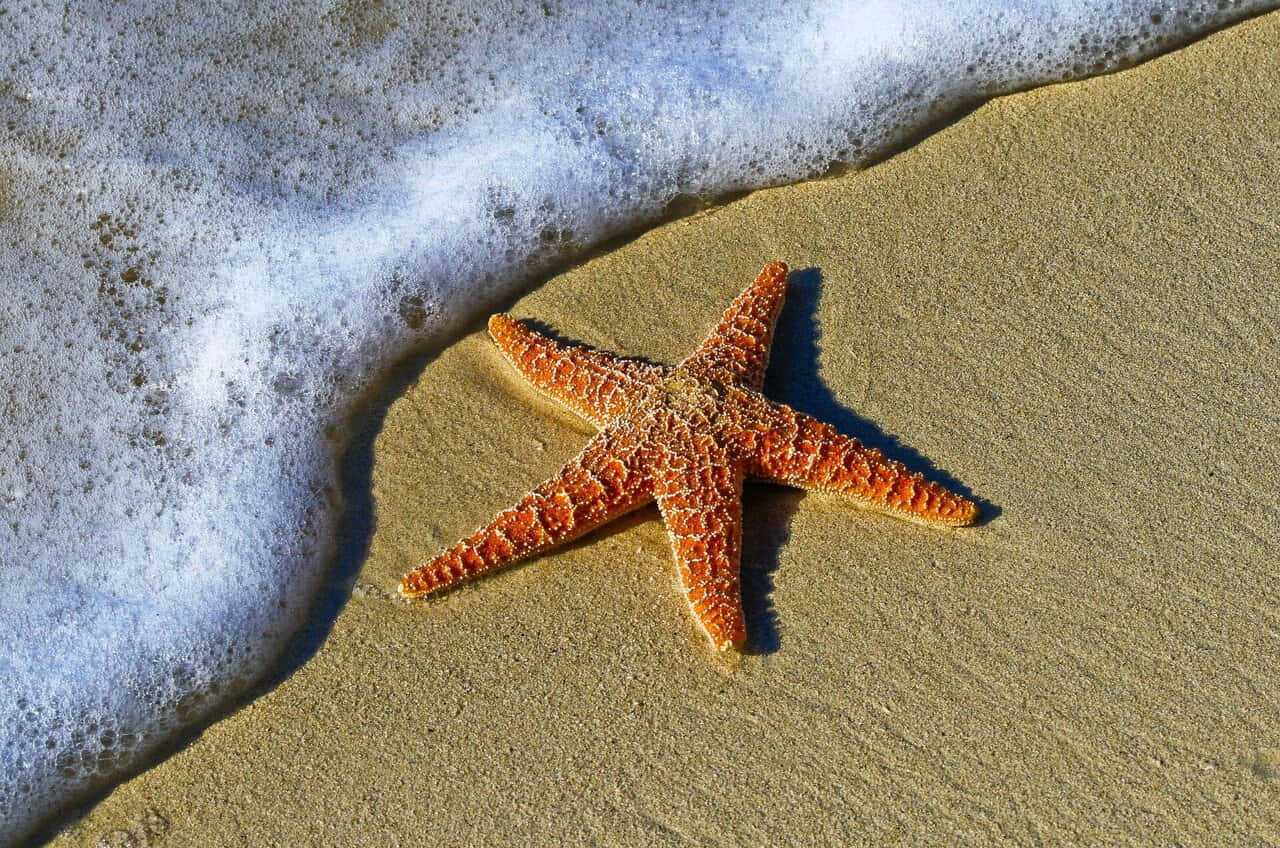 Starfishon Sandy Beach Wallpaper