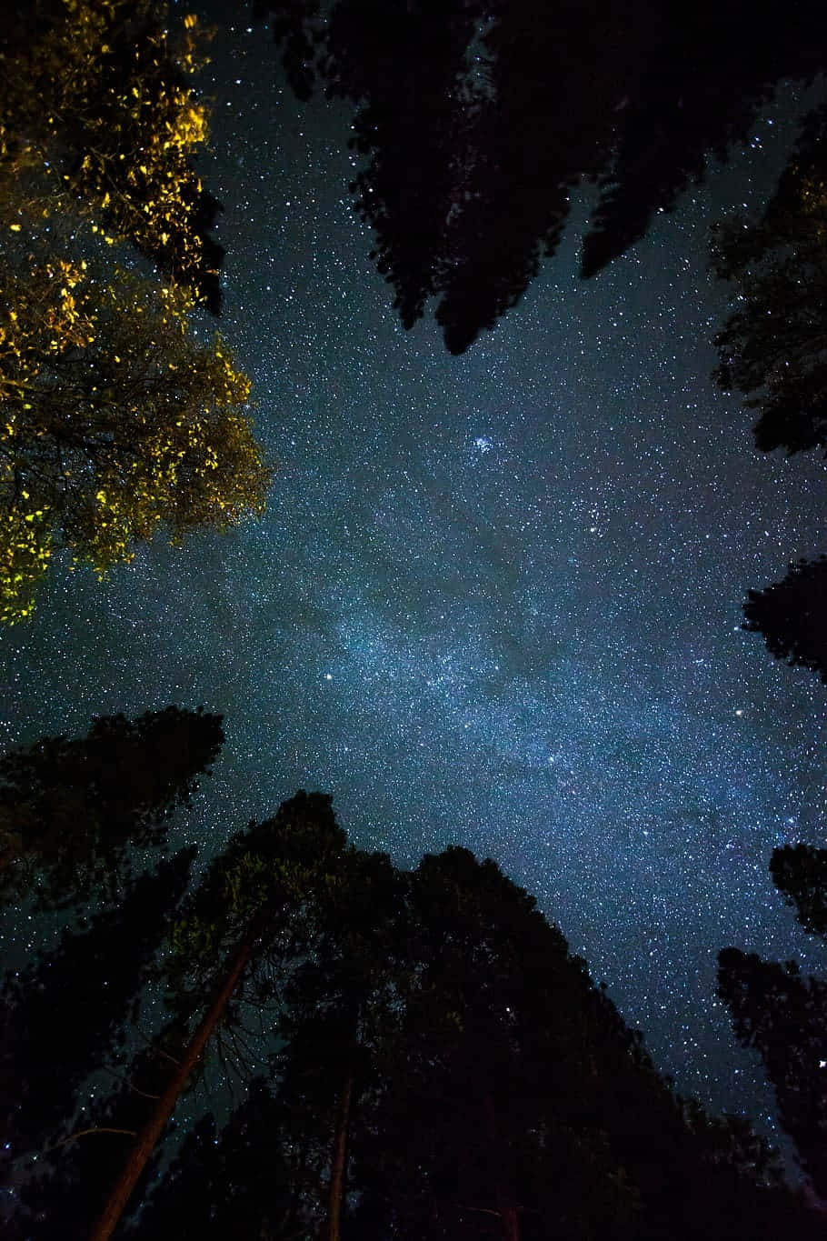 Starry Night Forest Sky Wallpaper