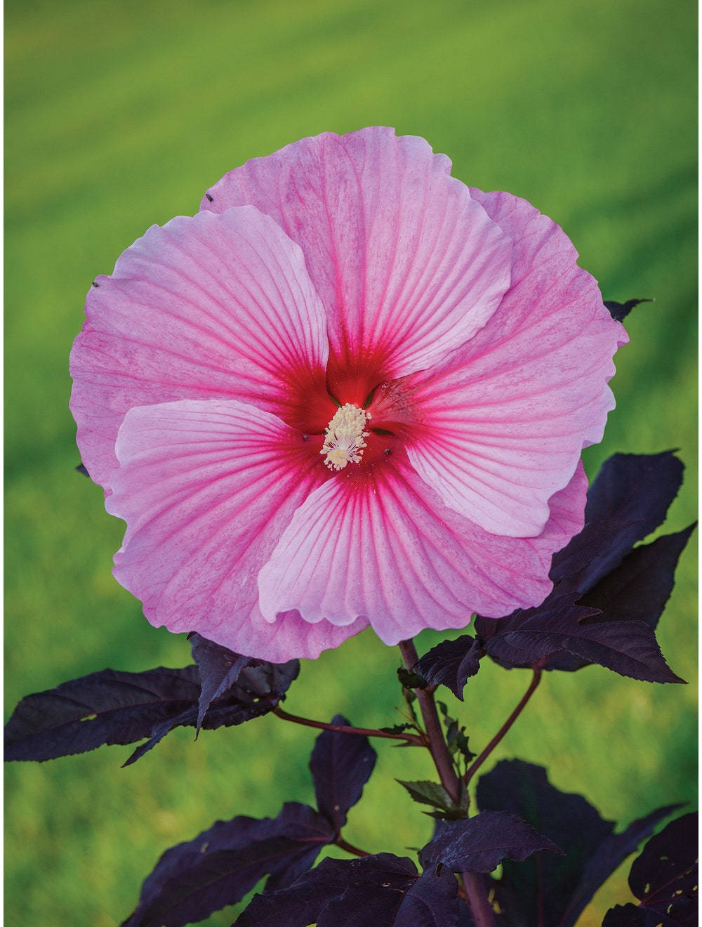 Starry Night Hibiscus Wallpaper