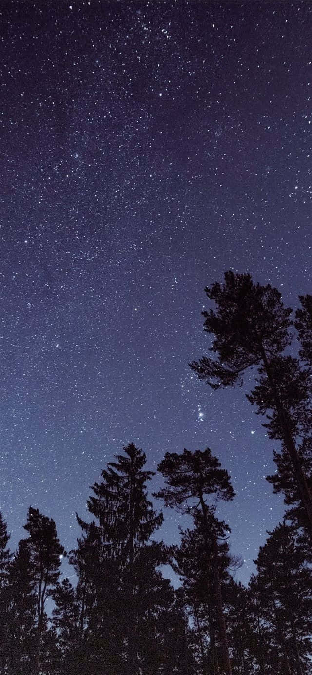 Starry_ Night_ Over_ Forest.jpg Wallpaper