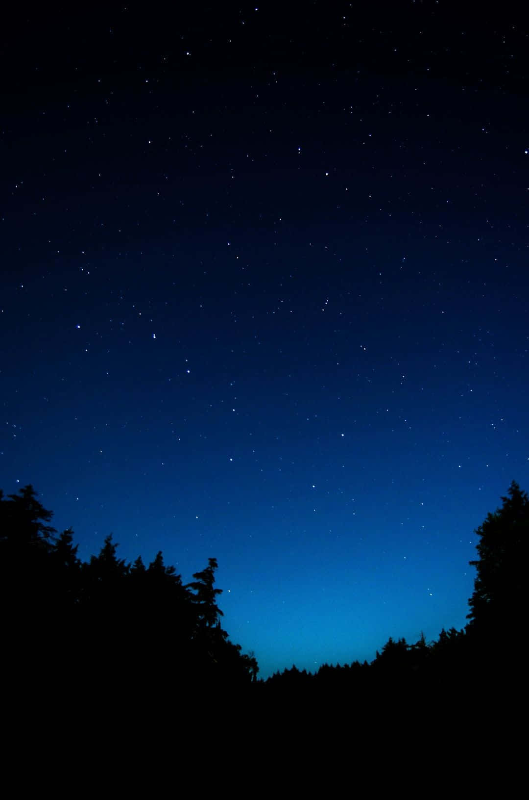 Starry Night Sky Over Forest Wallpaper