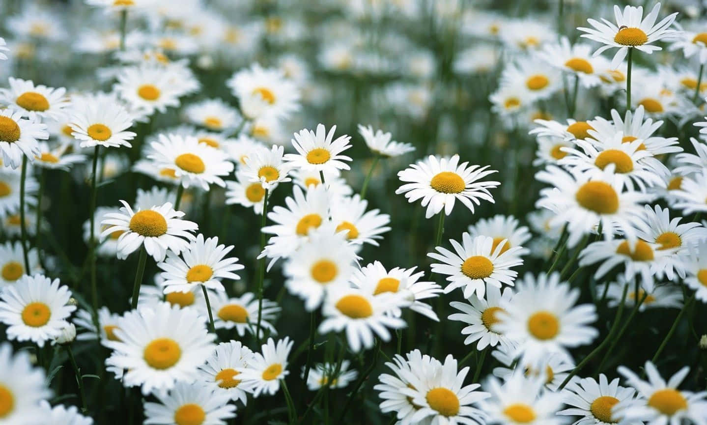 Stay Connected With Daisy Laptop Wallpaper