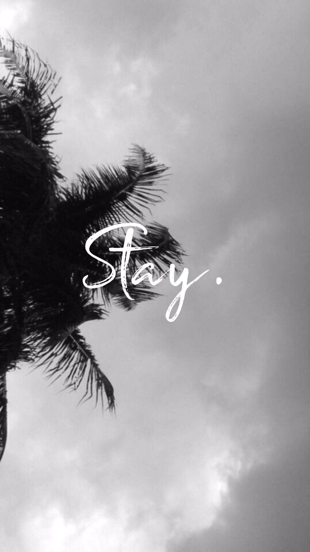 Stay Palm Tree Dark Grey Iphone Wallpaper