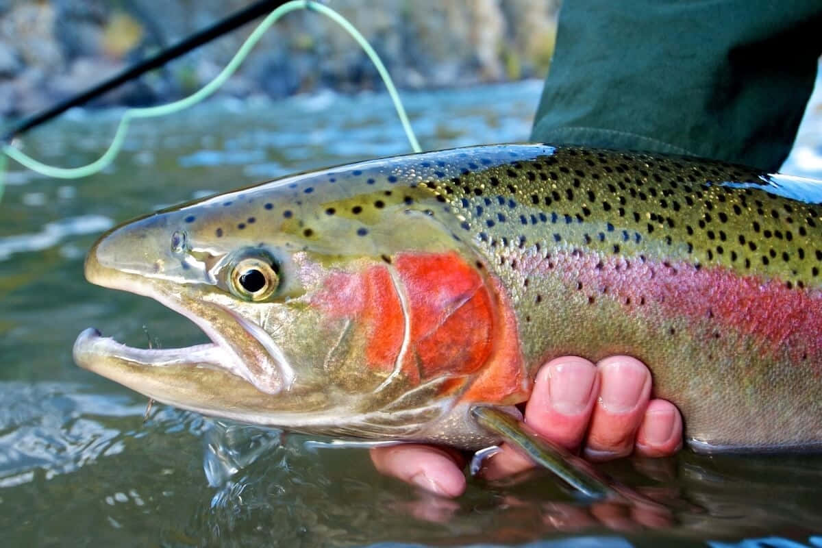 Steelhead Trout Catchand Release Wallpaper