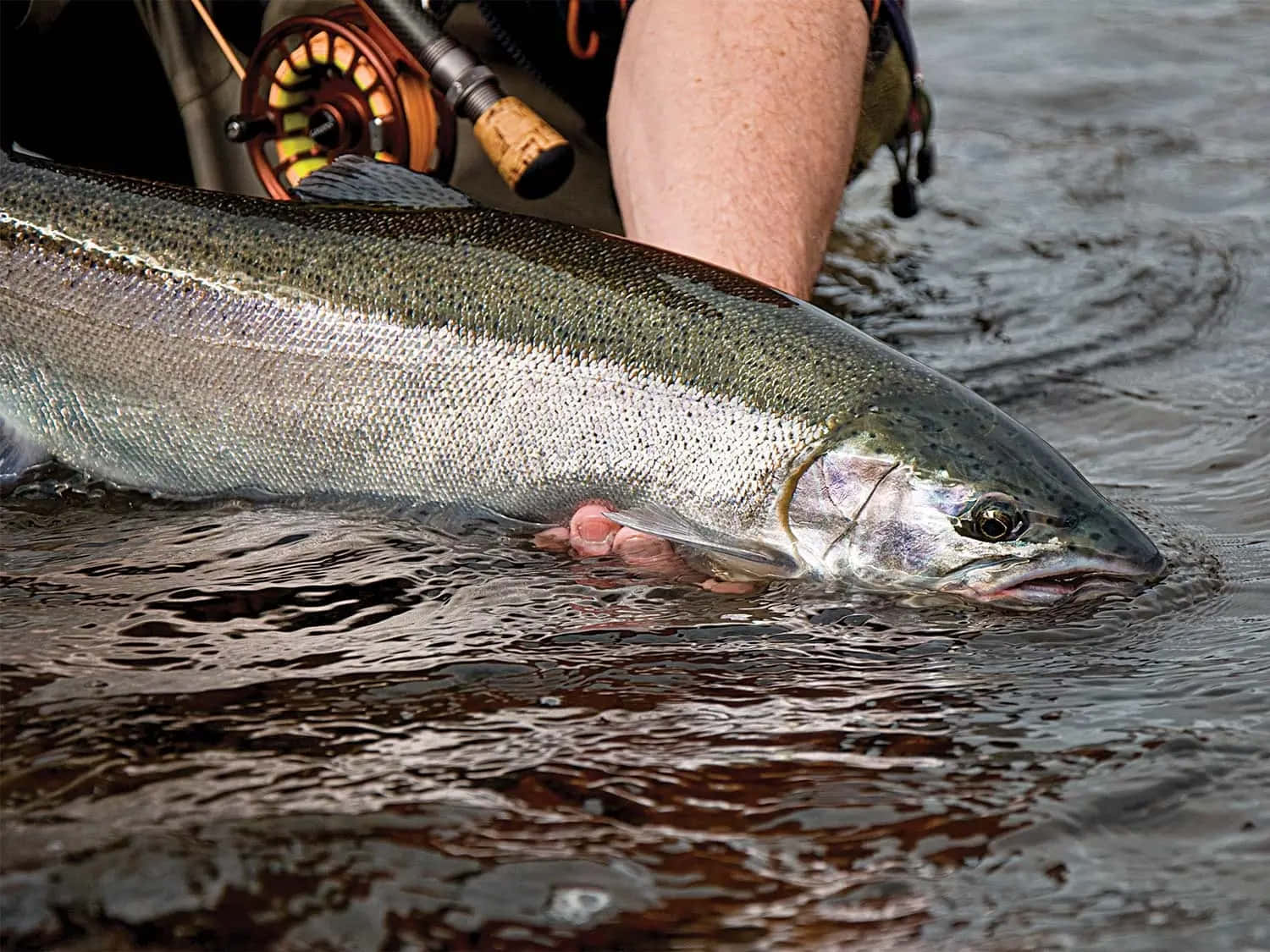 Steelhead Trout Catchand Release Wallpaper