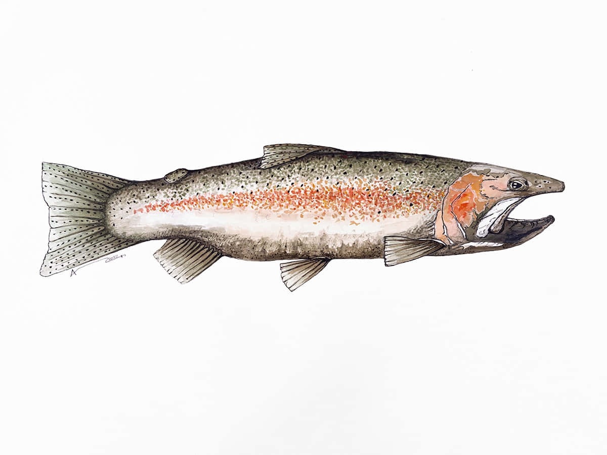 Steelhead Trout Illustration Wallpaper