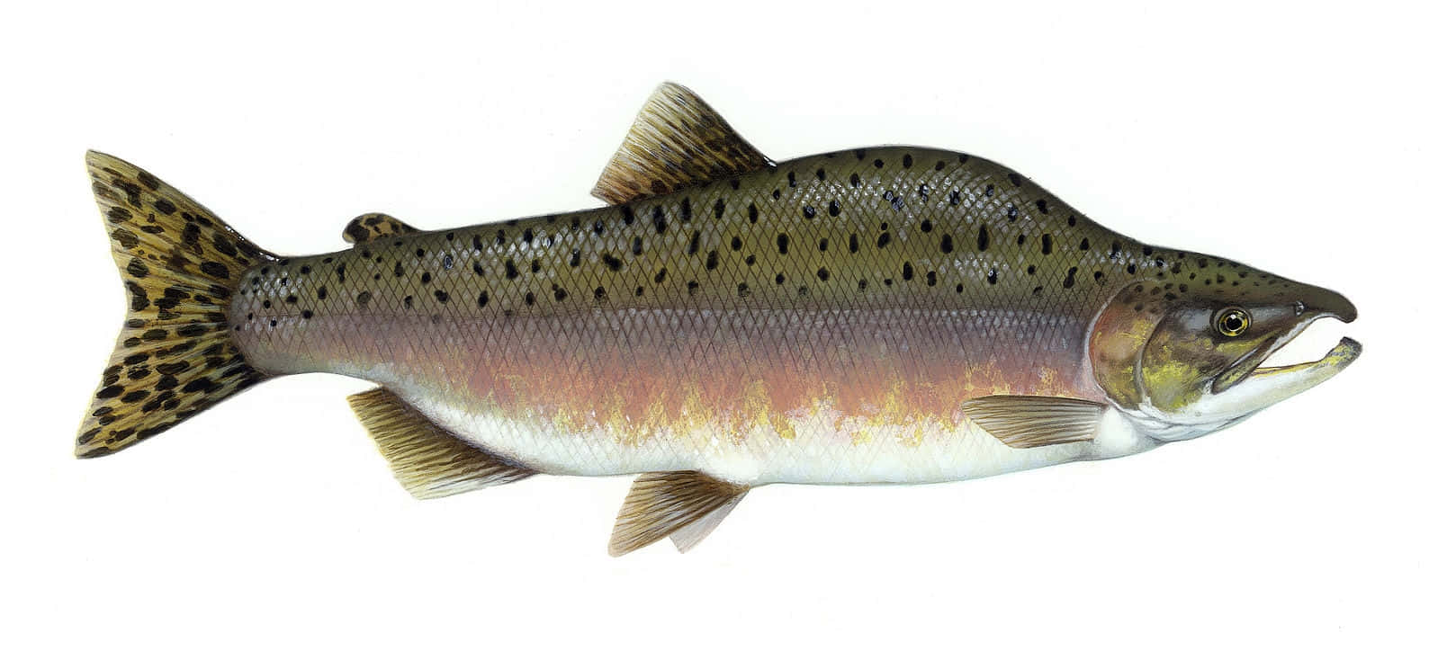 Steelhead Trout Isolatedon White Wallpaper