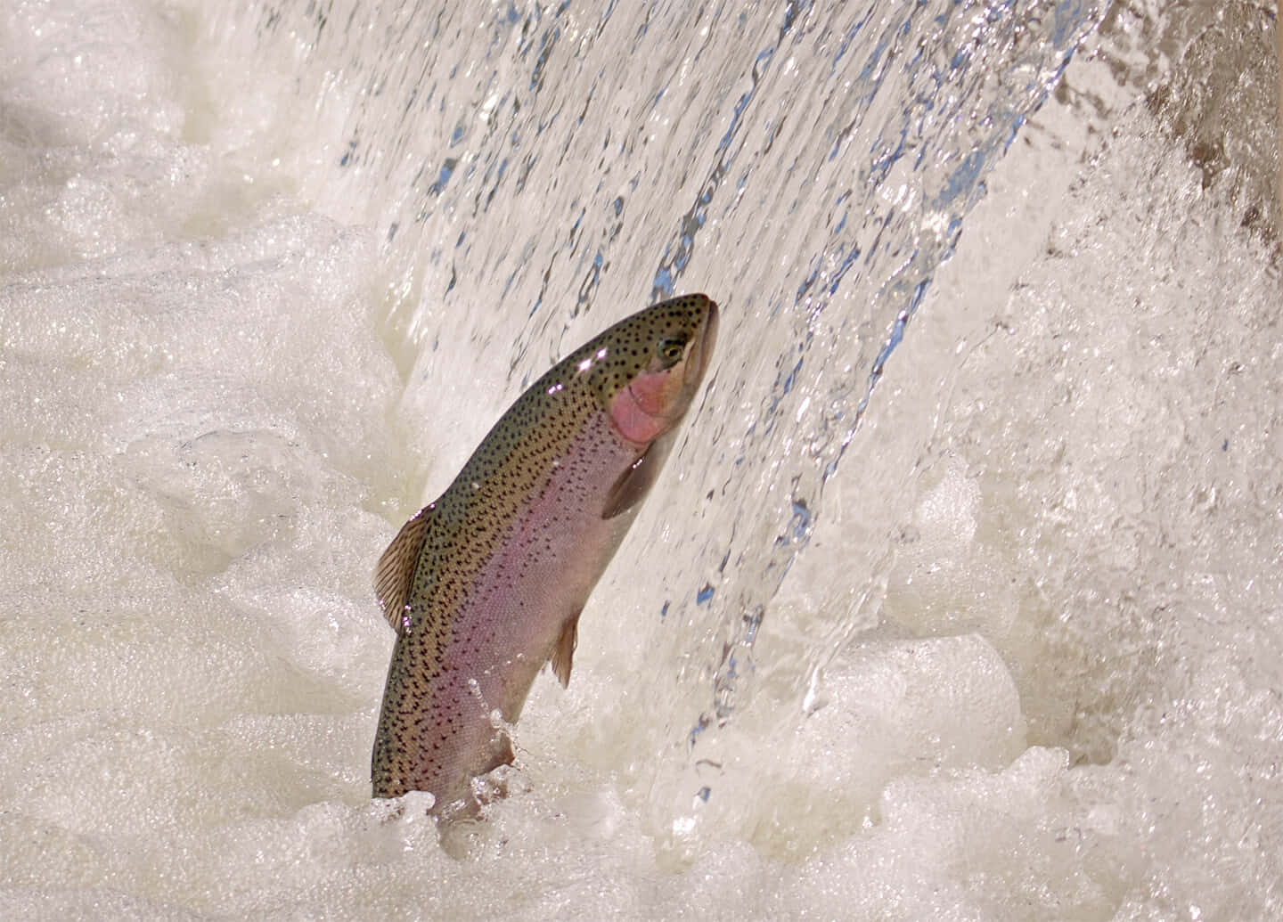 Steelhead Trout Leaping Waterfall Wallpaper