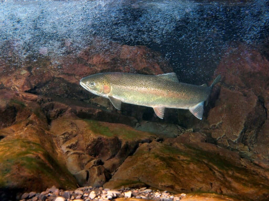 Steelhead Trout Underwater Wallpaper