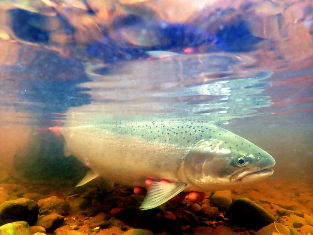 Steelhead Trout Underwater Scene.jpg Wallpaper