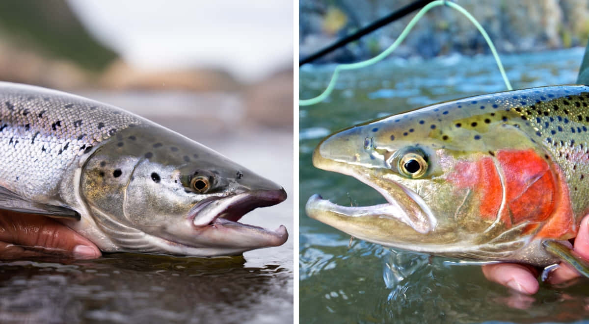 Steelhead Trout Up Close Wallpaper