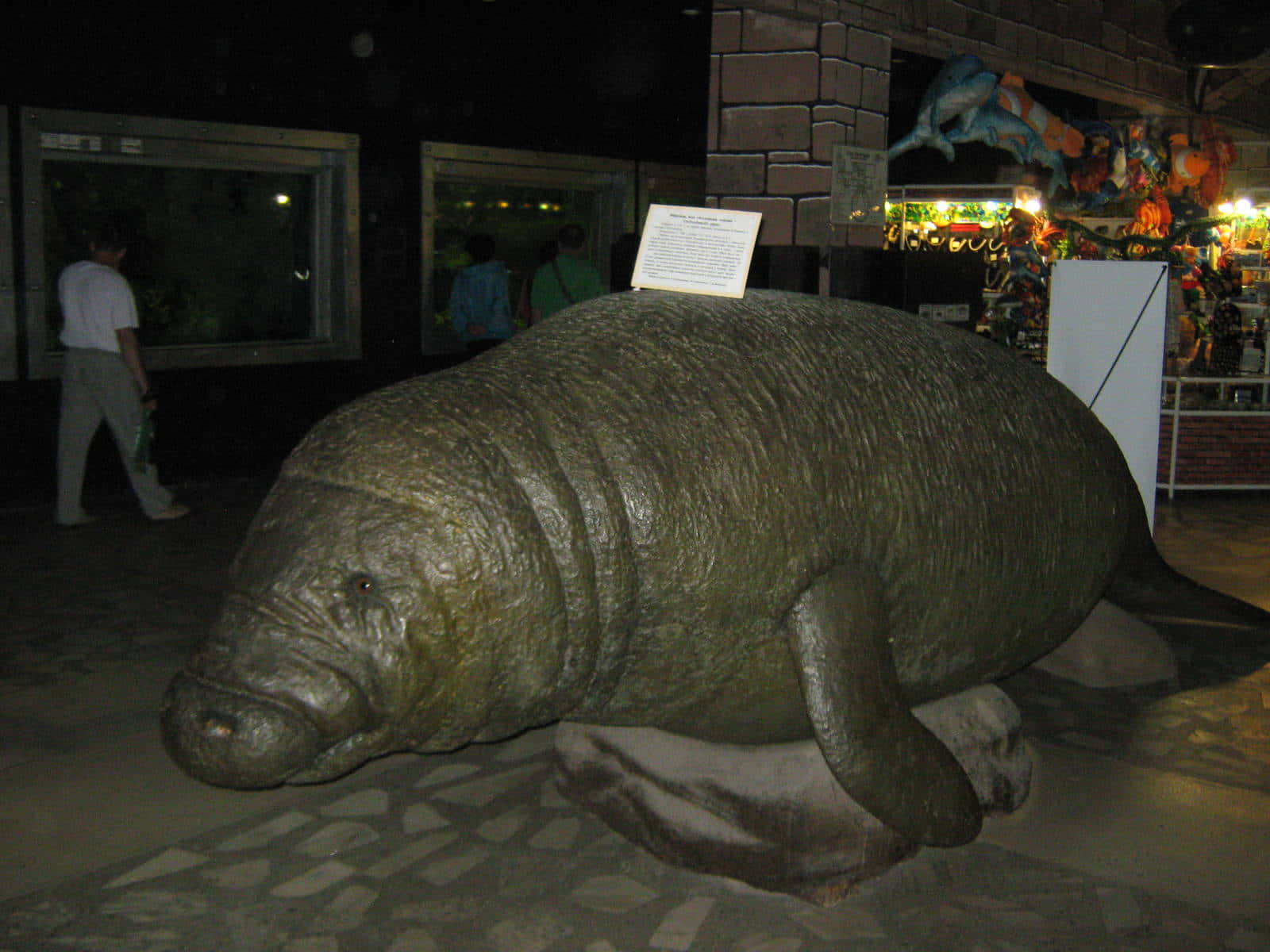 Steller Sea Cow Exhibit Wallpaper