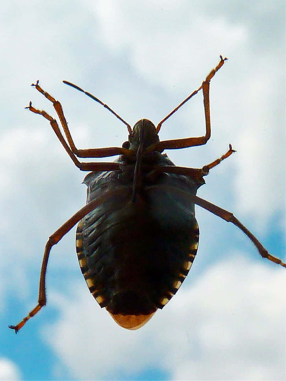 Stink_ Bug_ Against_ Sky_ Background Wallpaper