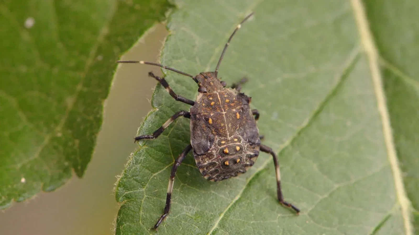 Stink_ Bug_ Nymph_on_ Leaf.jpg Wallpaper