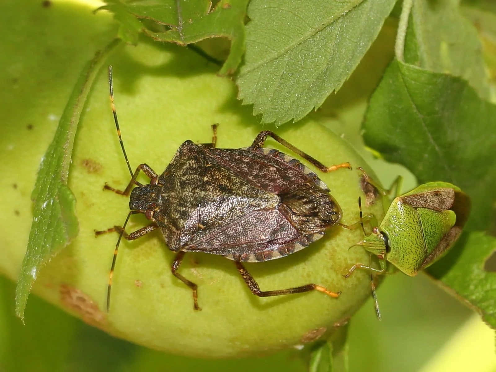 Stink Bug Nymphon Green Apple Wallpaper