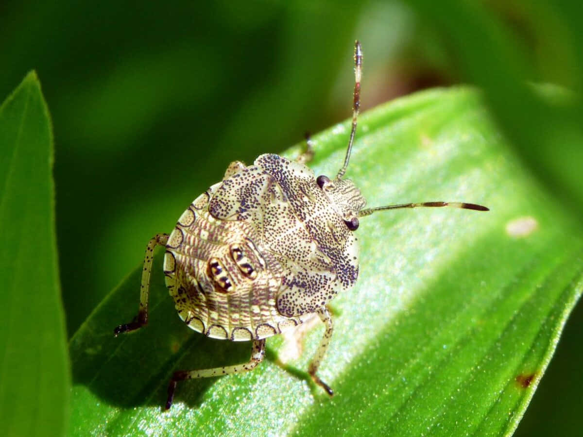 Stink Bug Nymphon Leaf.jpg Wallpaper