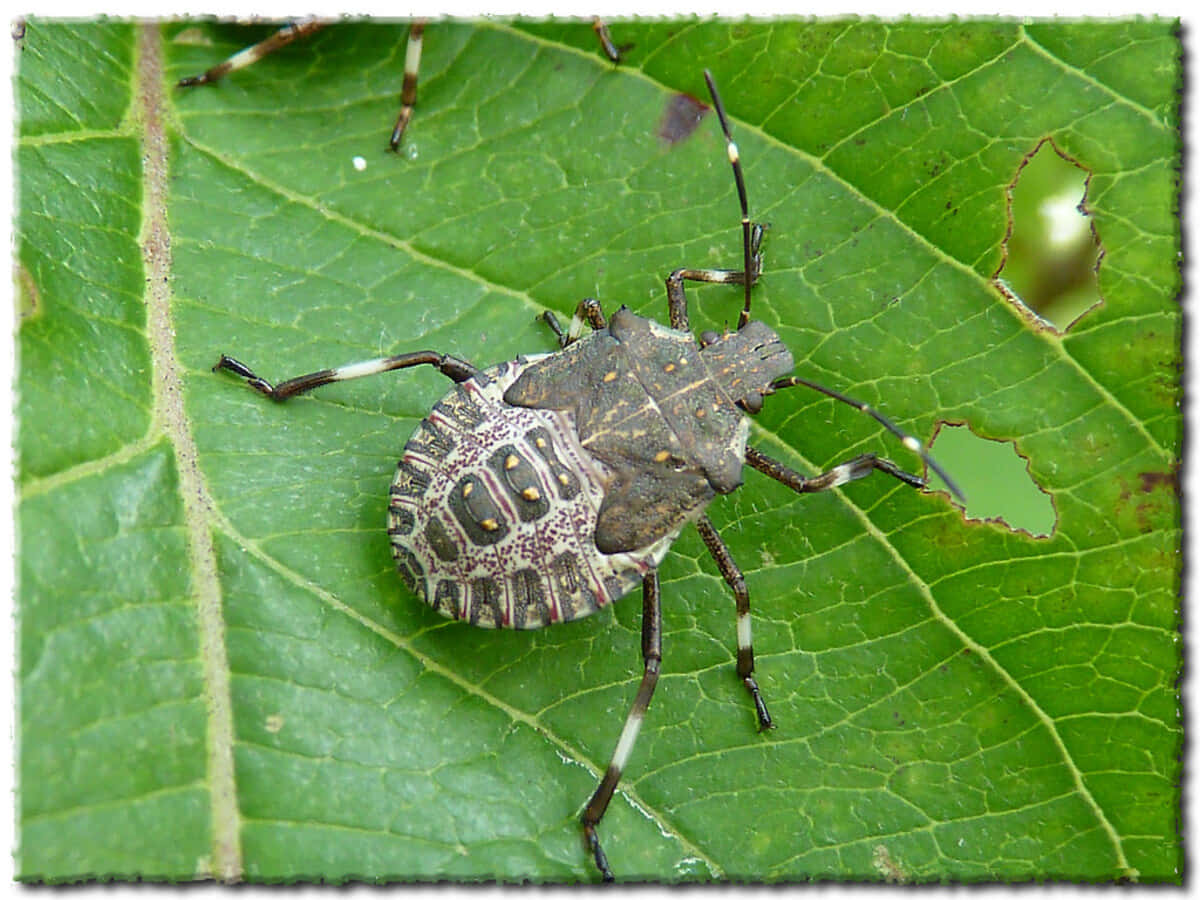 Stink Bug Nymphon Leaf Wallpaper