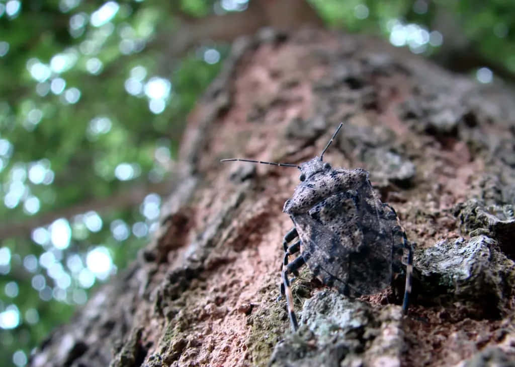 Stink Bug Nymphon Tree Bark Wallpaper