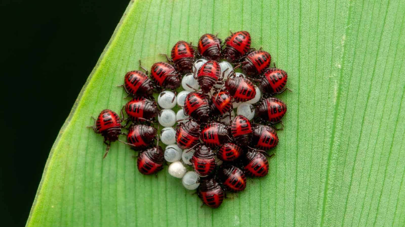 Stink_ Bug_ Nymphs_ Clustered_on_ Leaf.jpg Wallpaper