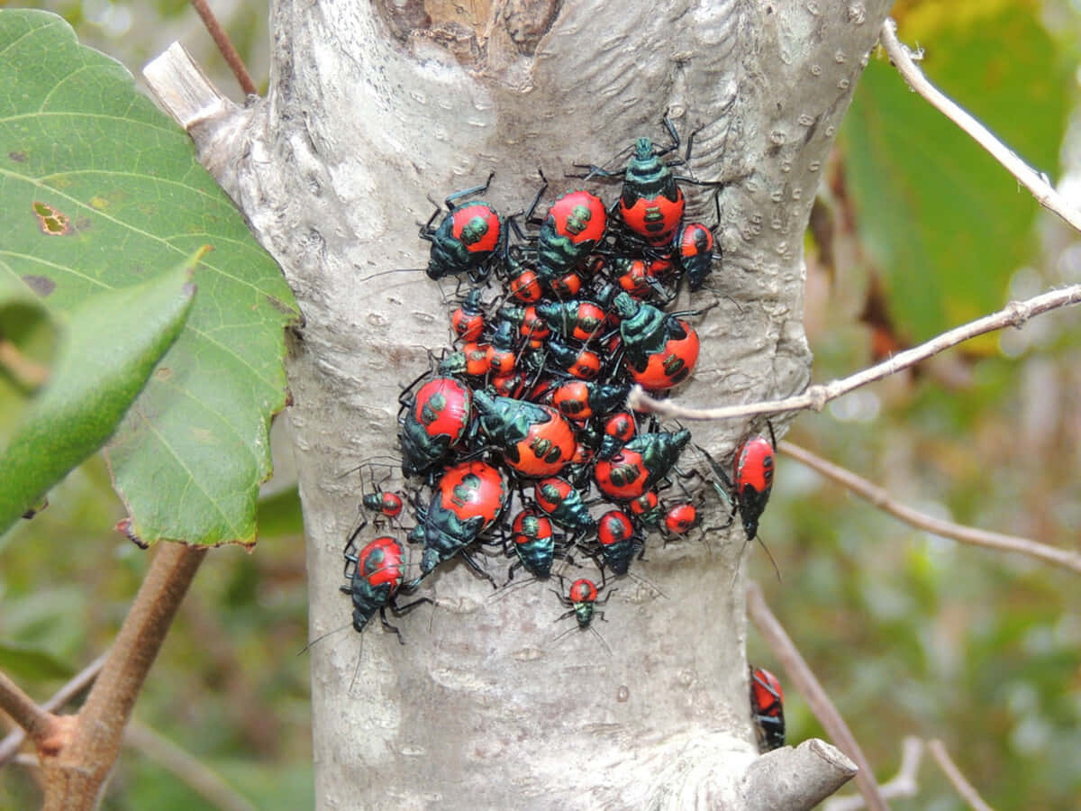 Stink_ Bug_ Nymphs_ Clustered_on_ Tree Wallpaper