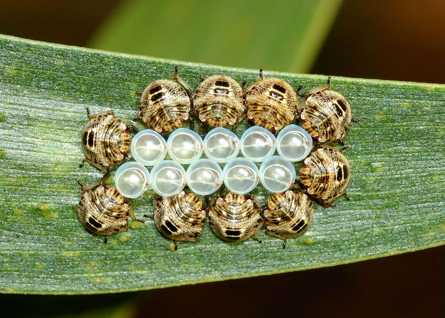 Stink Bug Nymphs Hatching Wallpaper