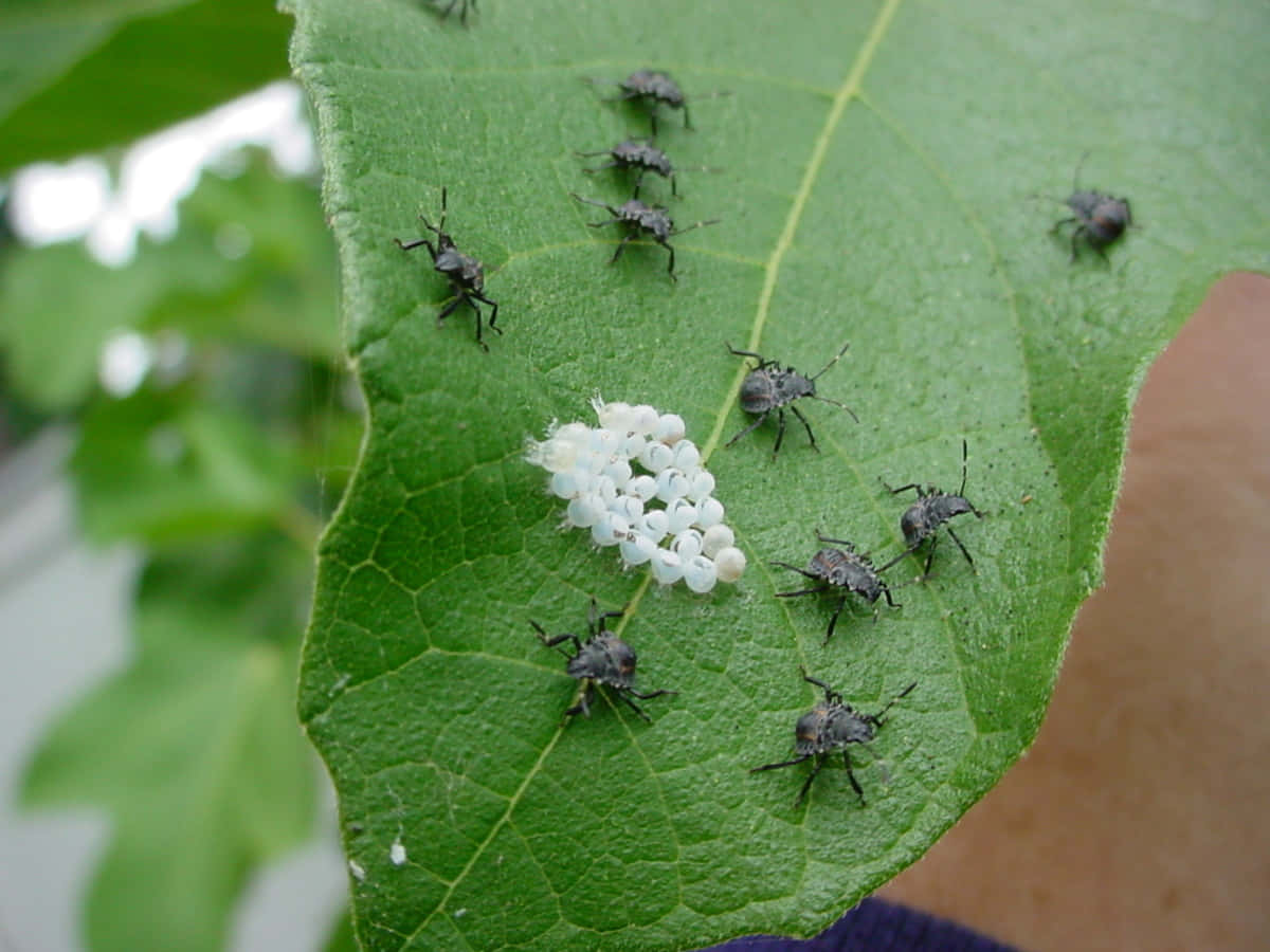 Stink_ Bug_ Nymphs_ On_ Leaf.jpg Wallpaper