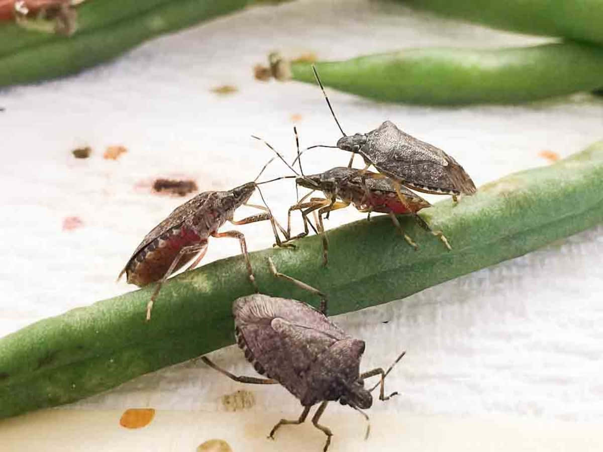 Stink_ Bug_ Nymphs_ On_ Plant_ Stem.jpg Wallpaper