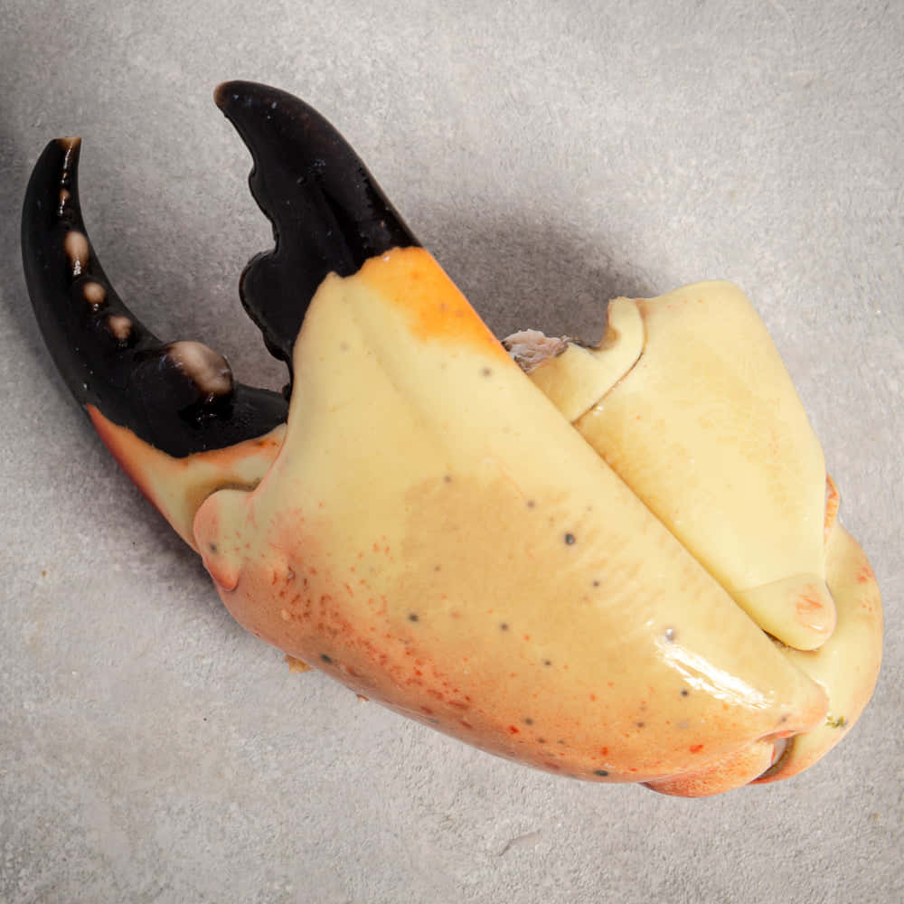 Stone Crab Claw Closeup Wallpaper