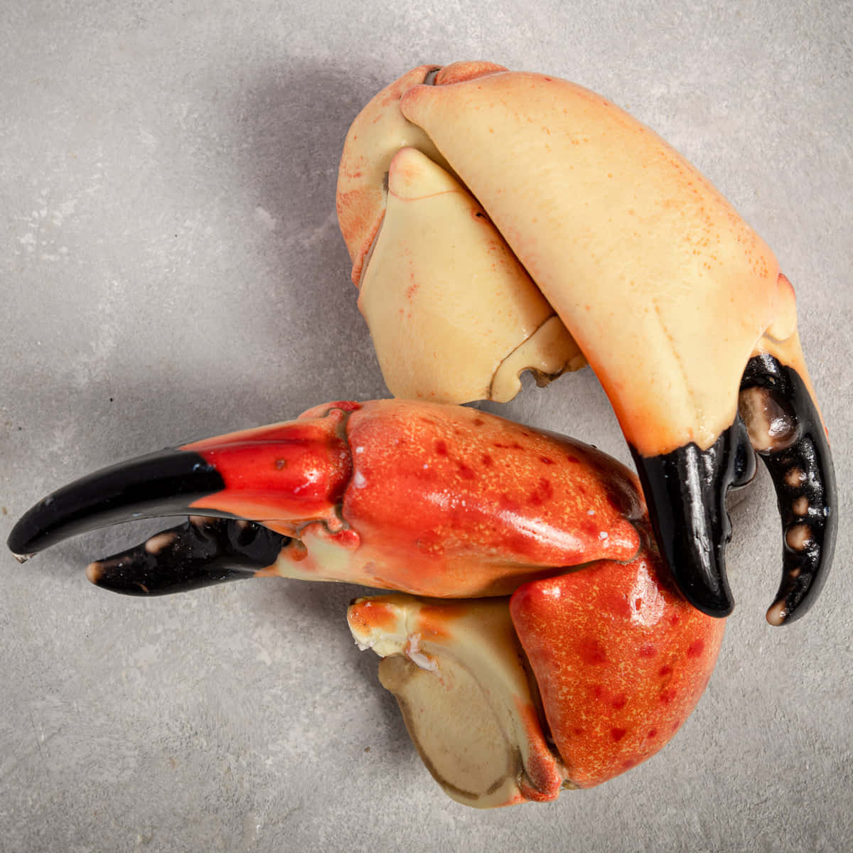 Stone Crab Claws Closeup Wallpaper